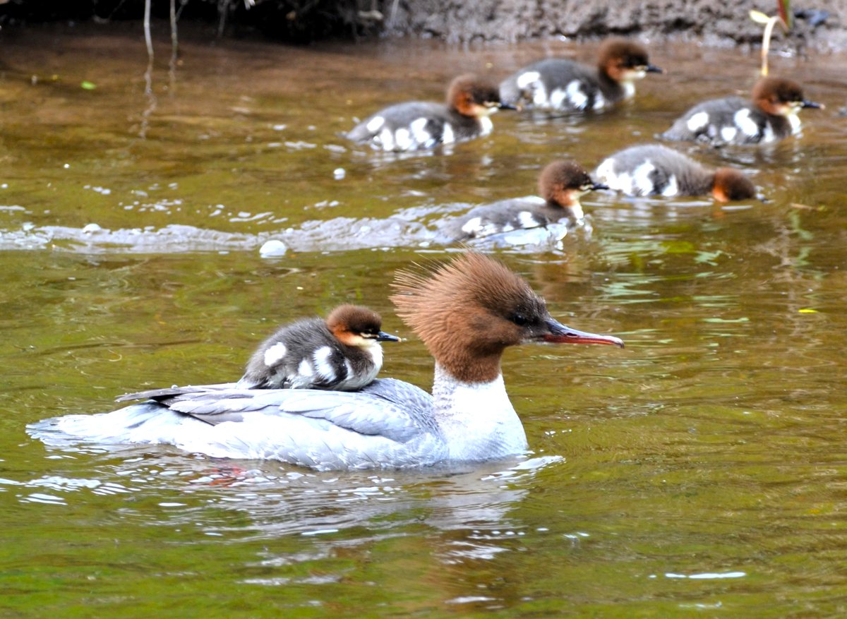 Hey, any chance of a lift mum? This baby goosander on the River Devon found an easier option than swimming #Clackmannanshire