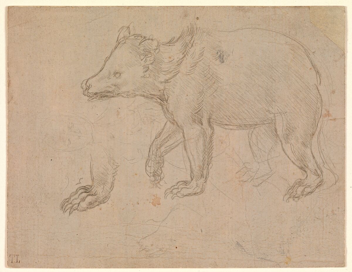 LdV_Society's tweet photo. Leonardo, A Bear Walking, 1482-85, silverpoint, @metmuseum 

Probably drawn from life; in one of his notebooks Leonardo writes “I will discourse of the hands of each animal to show in what way they vary, as in the bear which has the ligatures of the toes joined above the instep.” https://t.co/3gvrmp2GGD