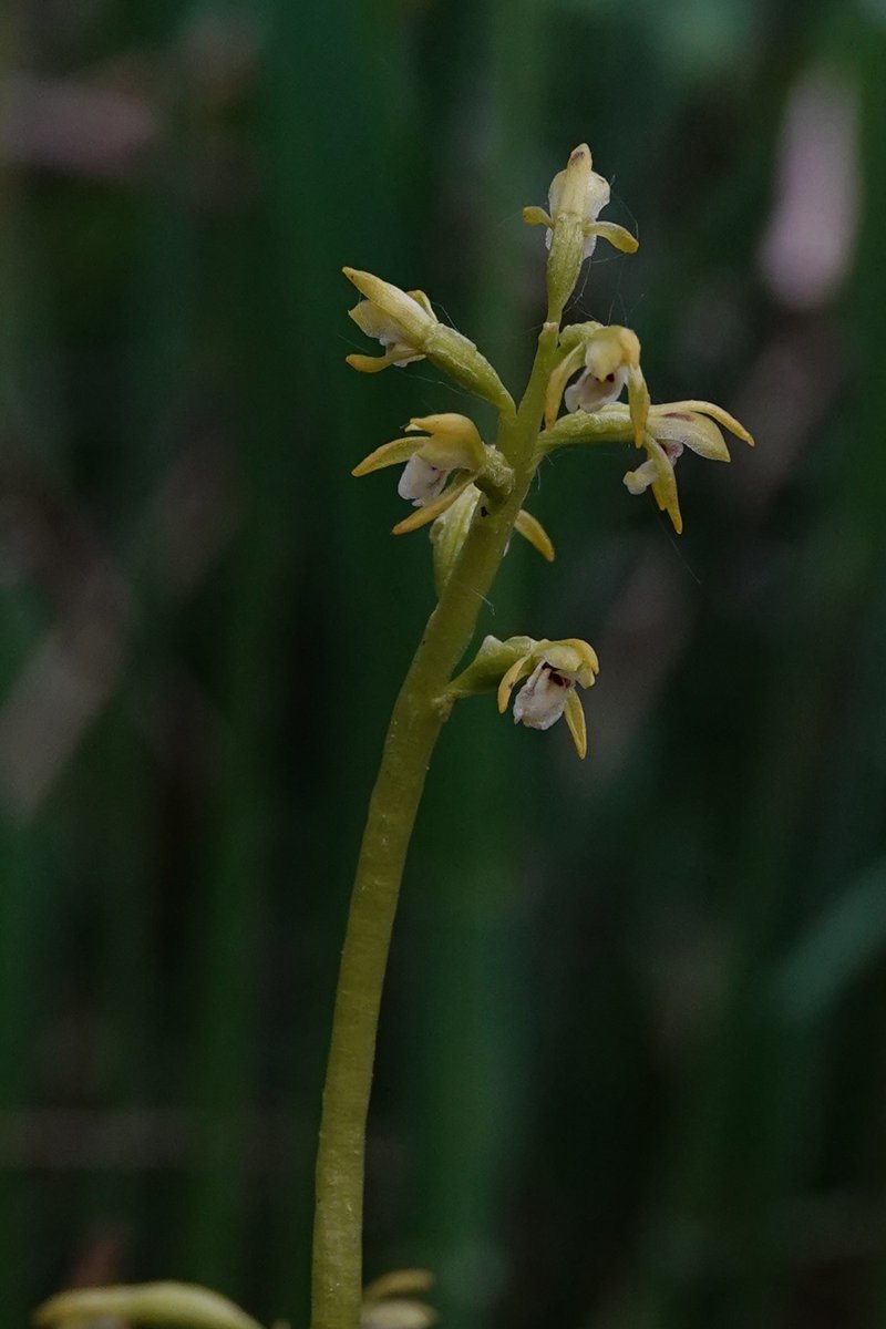 The 2 stand-out highlights from Cumbria yesterday were these fantastic Coral-root orchids and White-faced Darter.
