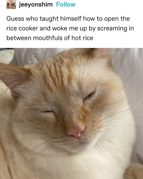 DontShowYourCat's tweet photo. https://t.co/wHggCDIStL