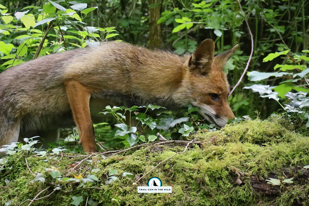 #fox #foxes #RedFox @CanonEspana @Camtraptions
