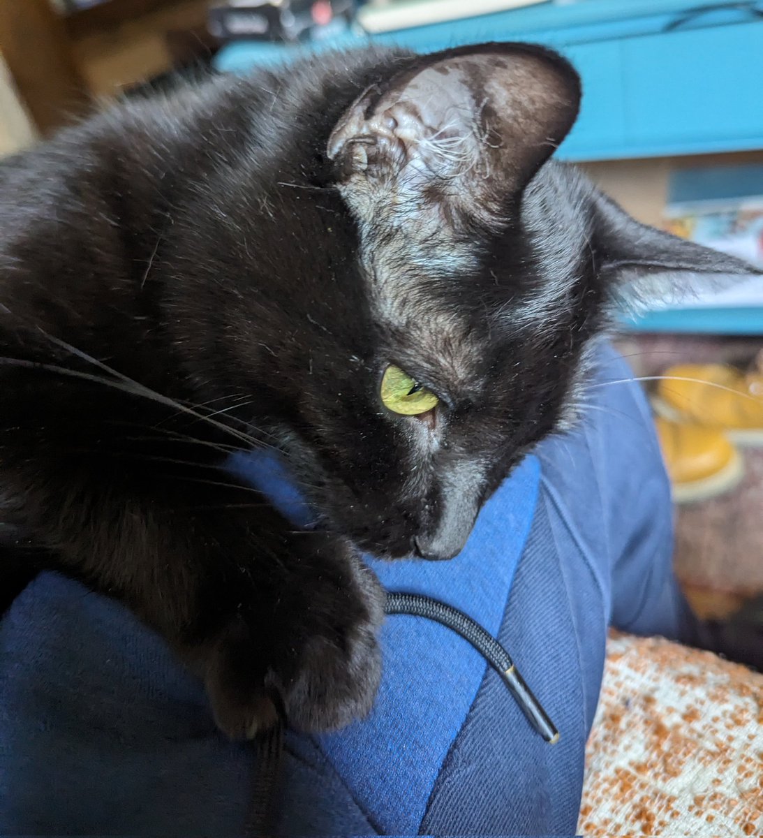 DominicDeAngelo's tweet photo. #CatStats: Since signing with The Little Italians in 2022, Razor Ramon DeAngelo leads The Bloomfield Domestic League with three mice kills, his latest happening on Mother's Day, earning him the nickname "Cat Nipken Jr." ⚾🐀 https://t.co/3jLNcHruGk