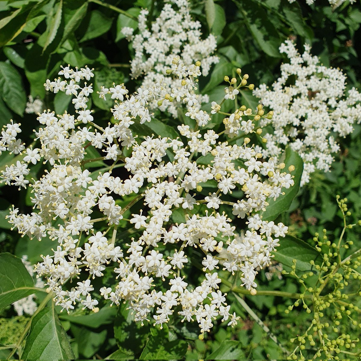 Monika Haas tweet media