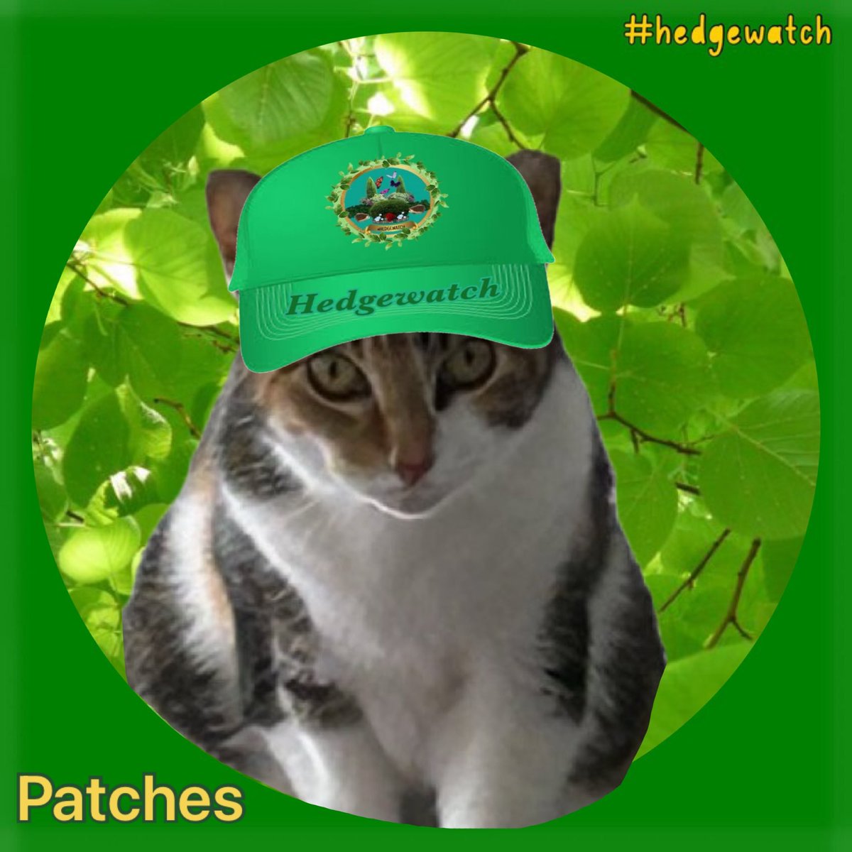 📢 Calling all #Hedgewatch-ers! Please welcome Tommie and Patches, new family members of @ArthurHKitty, to the team! 🌳🐾 Tommie and Patches and their family all #Hedgewatch in Colorado, USA 🇺🇸