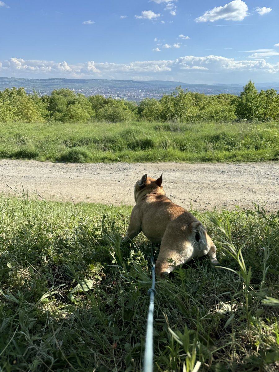 What made you happy today? #NatureIsAmazing #NatureBeauty #Doglover #MondayVibes