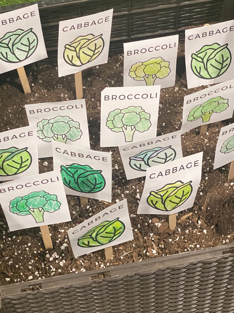 Broccoli and cabbage are at big hit at our colouring CSA station.