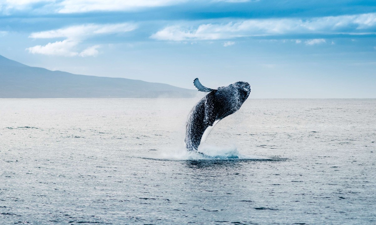 Gray Line (@grayline) on Twitter photo Set sail from #Reykjavik 's Old Harbor for an unforgettable #whalewatching adventure! 🐋
See 🐧 puffins and 🐬 dolphins. Stay warm in complimentary overalls and enjoy ☕ hot drinks and refreshments from the onboard café. Start your adventure with <a href="/GrayLineIceland/">Gray Line Iceland</a>
#Iceland Set sail from #Reykjavik 's Old Harbor for an unforgettable #whalewatching adventure! 🐋
See 🐧 puffins and 🐬 dolphins. Stay warm in complimentary overalls and enjoy ☕ hot drinks and refreshments from the onboard café. Start your adventure with <a href="/GrayLineIceland/">Gray Line Iceland</a>
#Iceland