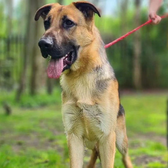 Please retweet to help Morty find a home #MANCHESTER #UK AVAILABLE FOR ADOPTION, REGISTERED BRITISH CHARITY ✅ Friendly German Shepherd aged 1. Morty was brought to us as a stray, and he’s proven to be a lovely, big, and bouncy boy who adores receiving lots of fuss and cuddles.…