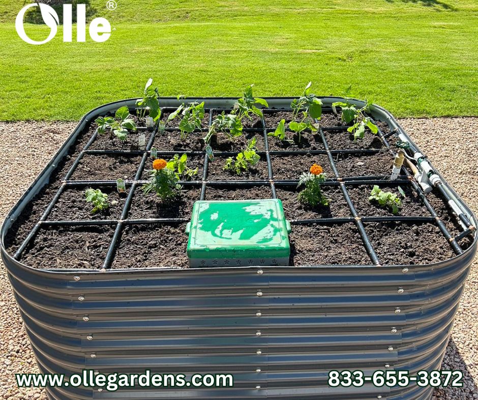 🌱🌷 Ready to get your hands dirty? It's planting time in May! Share your favorite May planting tips and pics below! Let's make our gardens bloom together! 🌼🥕 #MayPlanting #GreenThumb #Ollegardens #ollegardenlife #plant4fun