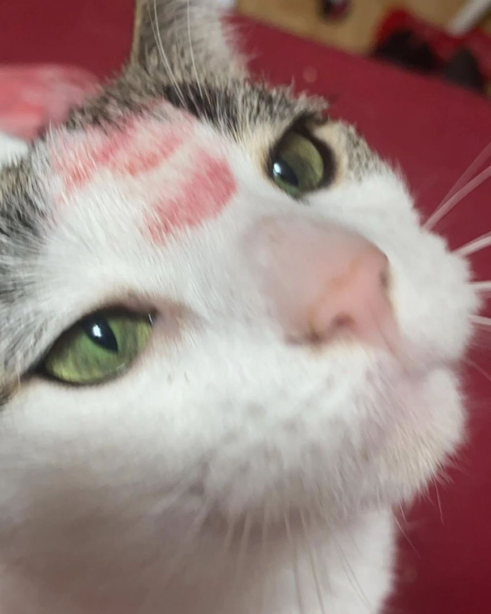PunchingCat's tweet photo. https://t.co/llfL5KRtAz
