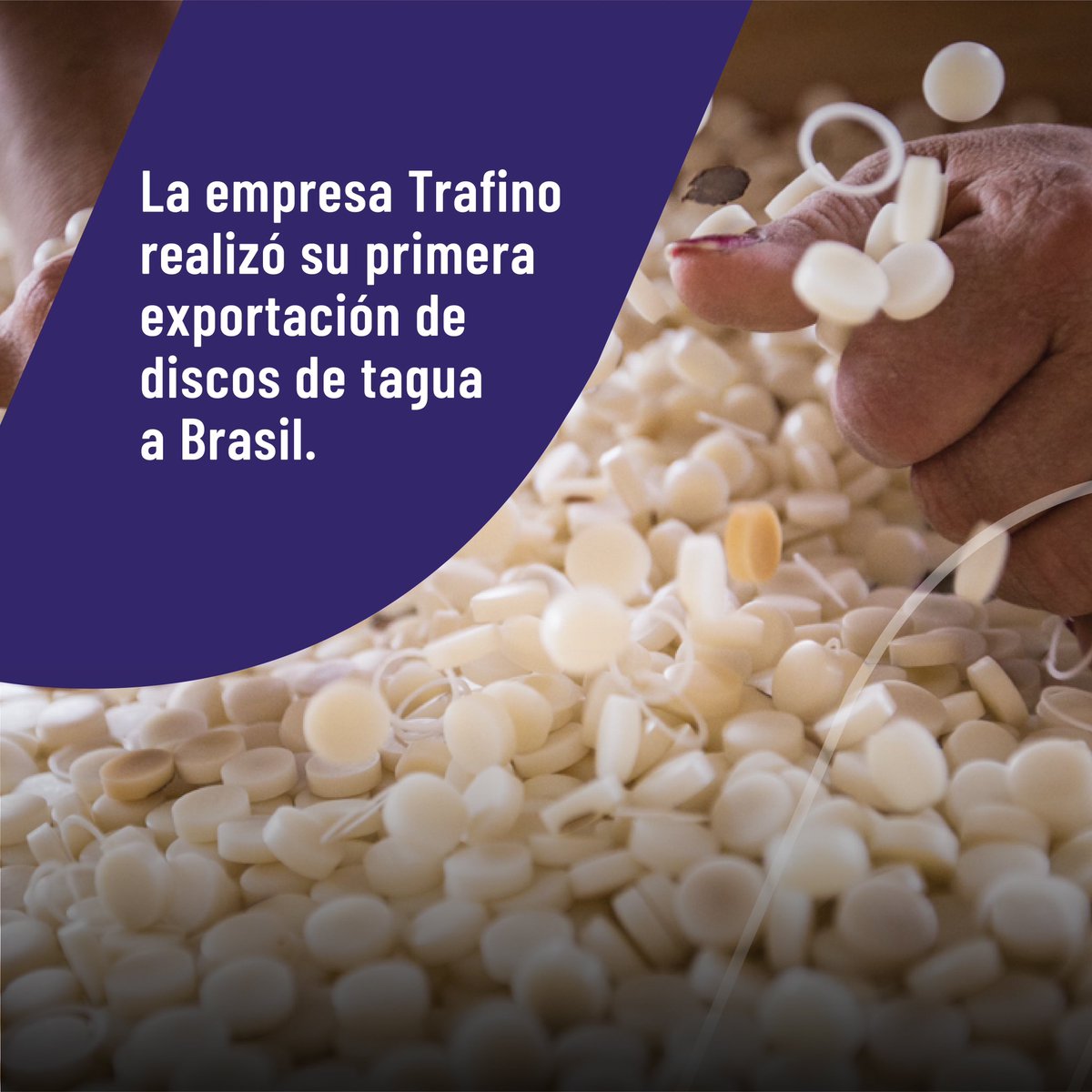 Produccion_Ecu's tweet photo. #CasoDeÉxito ✅|  ¡Nuestros discos de tagua conquistan Brasil! Como resultado de su participación en una misión comercial, @TrafinoOfficial envió por primera vez discos de tagua al mercado brasileño, con el apoyo de @proecuador. 🇪🇨🤝🇧🇷

¡Juntos construimos #ElNuevoEcuador! https://t.co/ihIZjEkcgP
