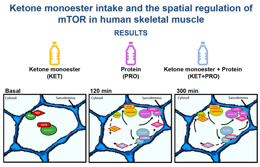 Our first #ArticleinPress of the week, Acute effects of a #ketone monoester, whey protein, or their co-ingestion on mTOR trafficking and protein-protein co-localization in human #skeletal #muscle (Sarkis Hannaian et al. @Edumcgill ):

ow.ly/iMUO50REBvX