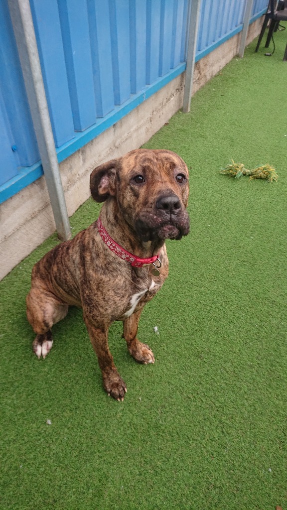 Please retweet to help Storm find a home #BIRKENHEAD #LIVERPOOL #UK 
Cane Corso, Brindle, 2 years and 6 months old.
Storm is a loving sweet girl who can be fearful of a lot of things sometimes. For this reason we are looking for a confident, experienced owner for Storm and a