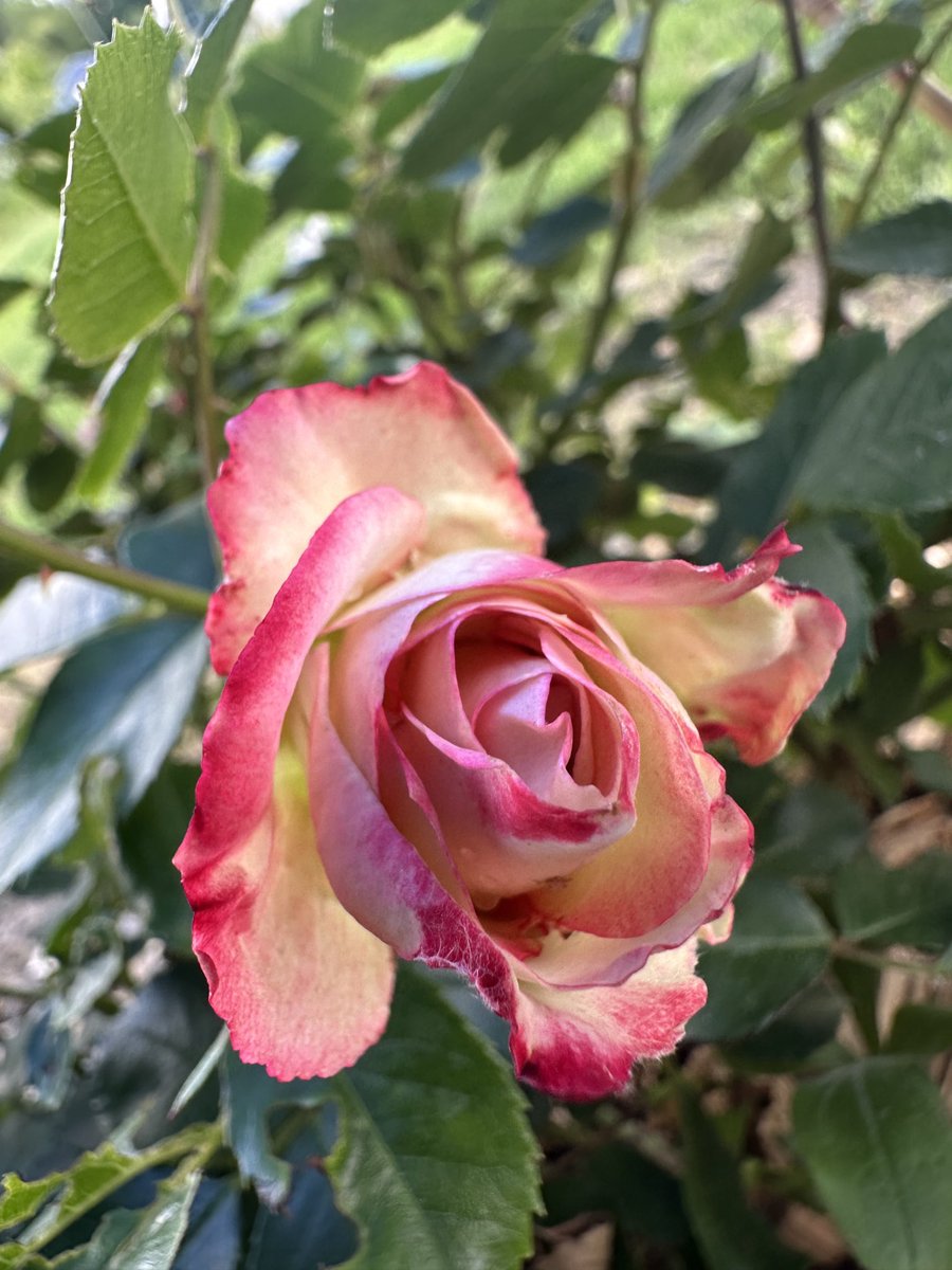 Alves Elisabete (@eaxpereira) on Twitter photo 