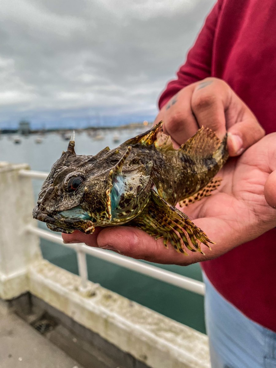 🎣🌊 Our latest Tight Lines fishing event at Prince of Wales Pier in Falmouth was a smashing success! Anglers reeled in Ballan Wrasse, Scorpion Fish, Blennies, Gobies, and Smelt! Huge thanks to everyone who attended and supported Tight Lines! #tightlines #cornwall #mentalhealth