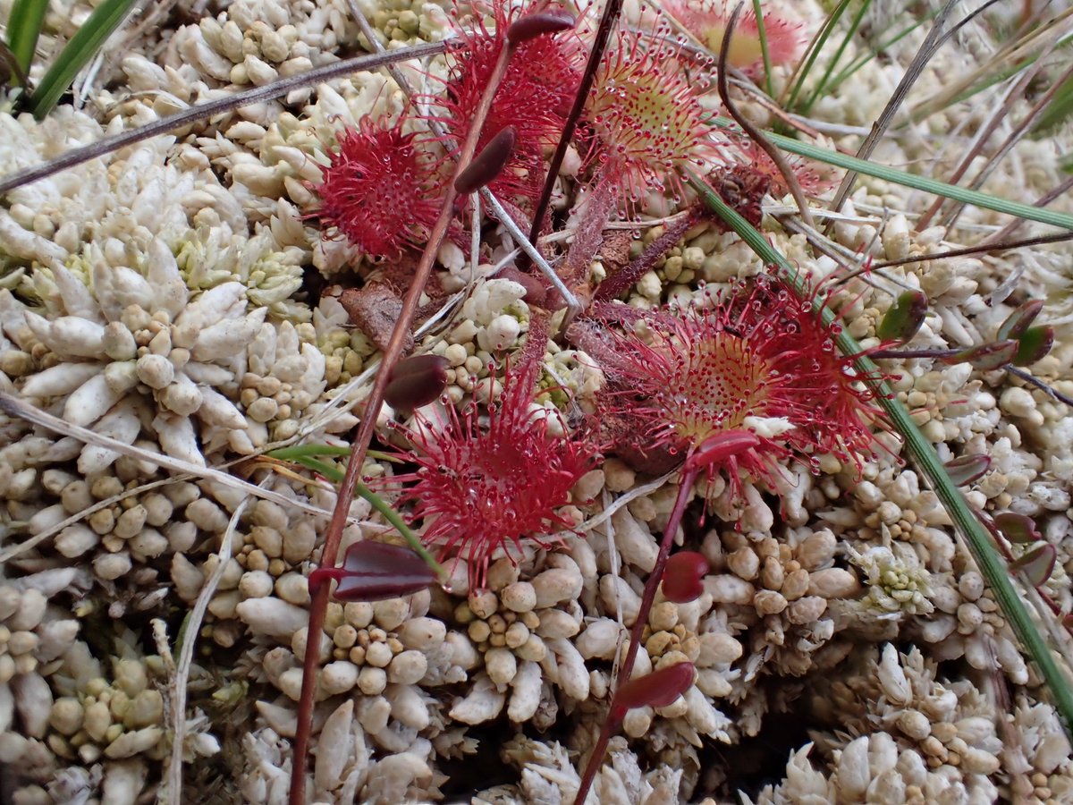 Dear @Conservatives, please keep your  promise to ban the sale of horticultural peat this year. Support Theresa  Villiers' Members Bill this Friday! #BanPeatExtraction #BogsNotBags @pow_rebecca  @RishiSunak @SteveBarclayMP1
Below: Sundew growing in Sphagnum papillosum