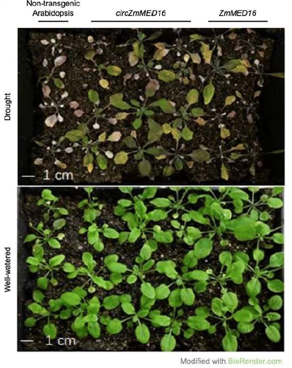 NEWS &amp; VIEWS:  Which ring is the ring? Insights from a study on maize circRNAs under drought stress (Chong Teng) buff.ly/4bhgrQX  <a href="/tjcteng/">Chong Teng (TC)</a> <a href="/ASPB/">ASPB</a> #PlantSci