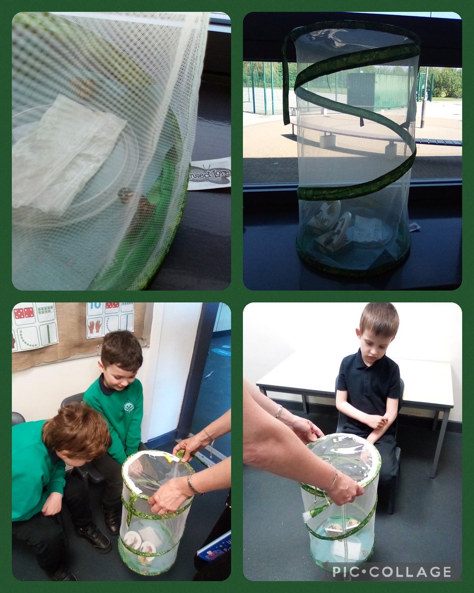 CPickeringPri's tweet photo. We were very excited this morning ... our butterflies have emerged! #CPHub  #TheVeryHungryCaterpillar 🐛🍓🍏🍊🍐🌞 https://t.co/bxz4okoAdH