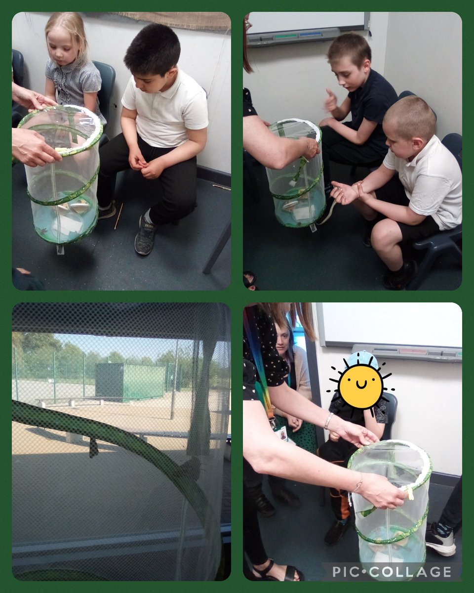 CPickeringPri's tweet photo. We were very excited this morning ... our butterflies have emerged! #CPHub  #TheVeryHungryCaterpillar 🐛🍓🍏🍊🍐🌞 https://t.co/bxz4okoAdH