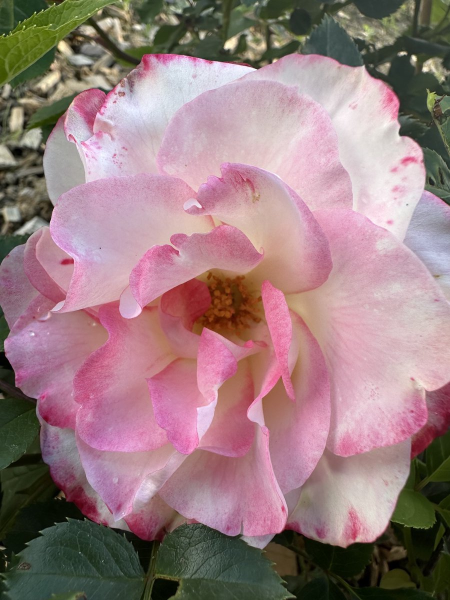 Alves Elisabete (@eaxpereira) on Twitter photo 