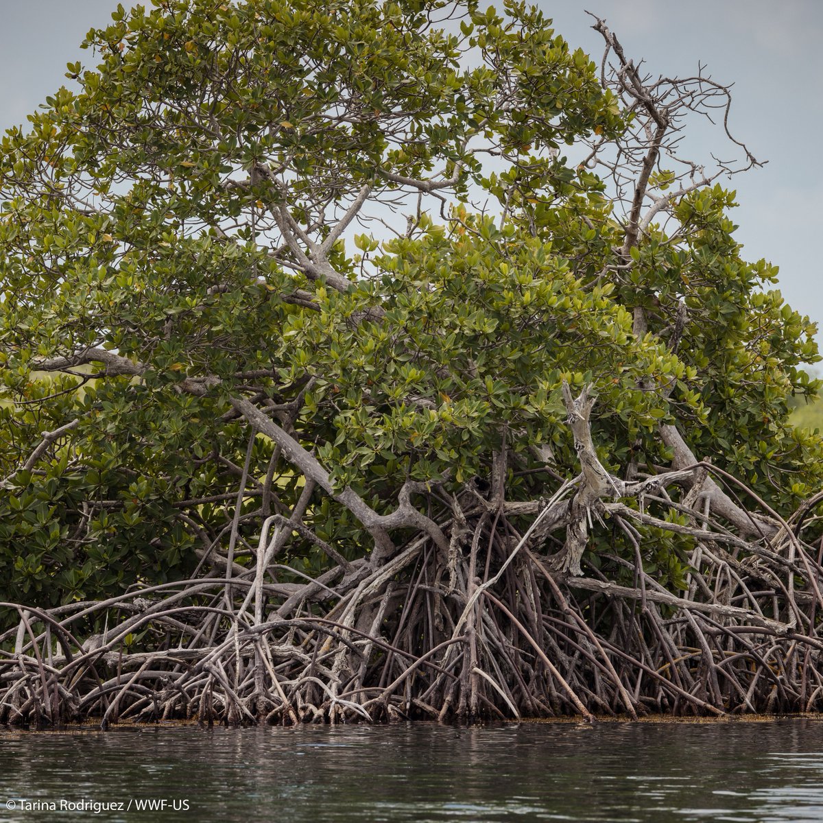 Mangrove forests can help us mitigate and adapt to climate change. WWF and partners have developed a new method, known as the “Climate-Smart Mangrove Tool,” to help give these coastal forests the best chance to thrive in a changing climate: wwf.to/3JOj2G5.