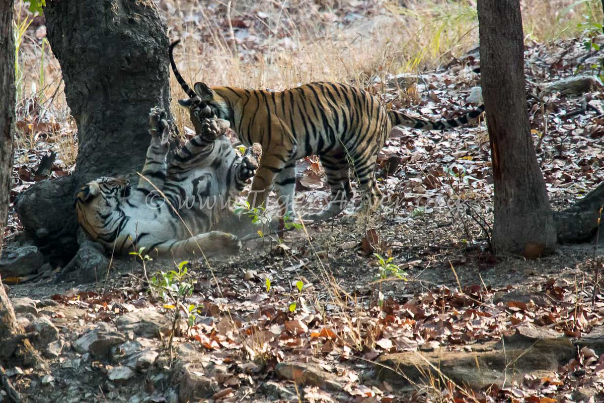 Wild #Tigers give us our #MondayMotivation to save them. How about you? What is your #MondayMotivation? goto.gg/28767