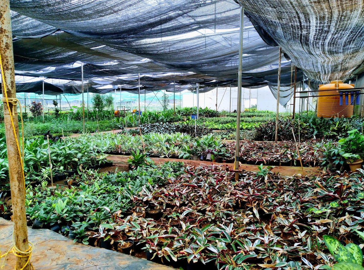 City’s green thumbs? Exploring footprint of plant nurseries around Bengaluru downtoearth.org.in/blog/environme… #Bengaluru #Nursery #UrbanPlanning #Plant #Green