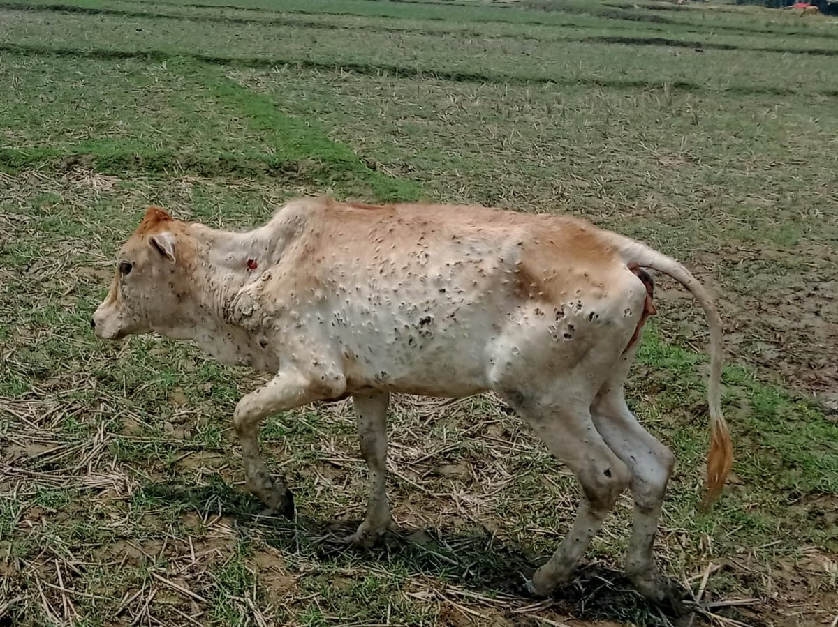 Rafiqul Montu 🇧🇩 tweet media