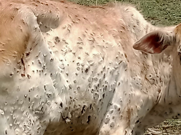 Effects of heatwaves. Bangladeshi farmers have suffered a lot due to severe heat wave this year; But much of it is unknown to us. In abnormal heat, cow skin shows pox-like symptoms. Here is my story about the impact of heatwave on agriculture — downtoearth.org.in/news/climate-c…