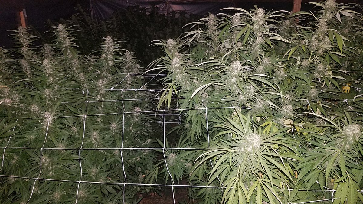 DJ_EVAlutioN's tweet photo. #Mmemberville #growbig #greenthumb #cannabis #whoneedshelp #weedlife https://t.co/wHqsJtQMTn