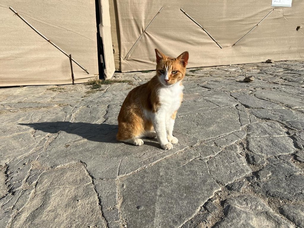 AmyJantzer's tweet photo. Some kitties of Mykonos to cleanse your timeline 😍😍 https://t.co/PUcufi8IBj