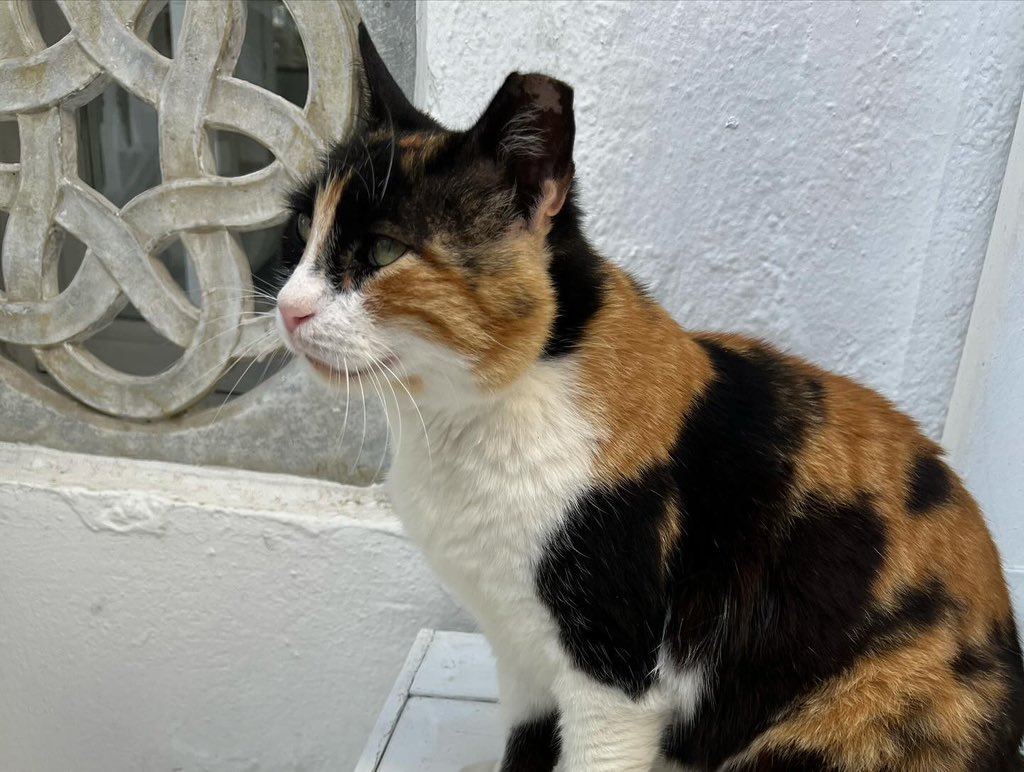 AmyJantzer's tweet photo. Some kitties of Mykonos to cleanse your timeline 😍😍 https://t.co/PUcufi8IBj