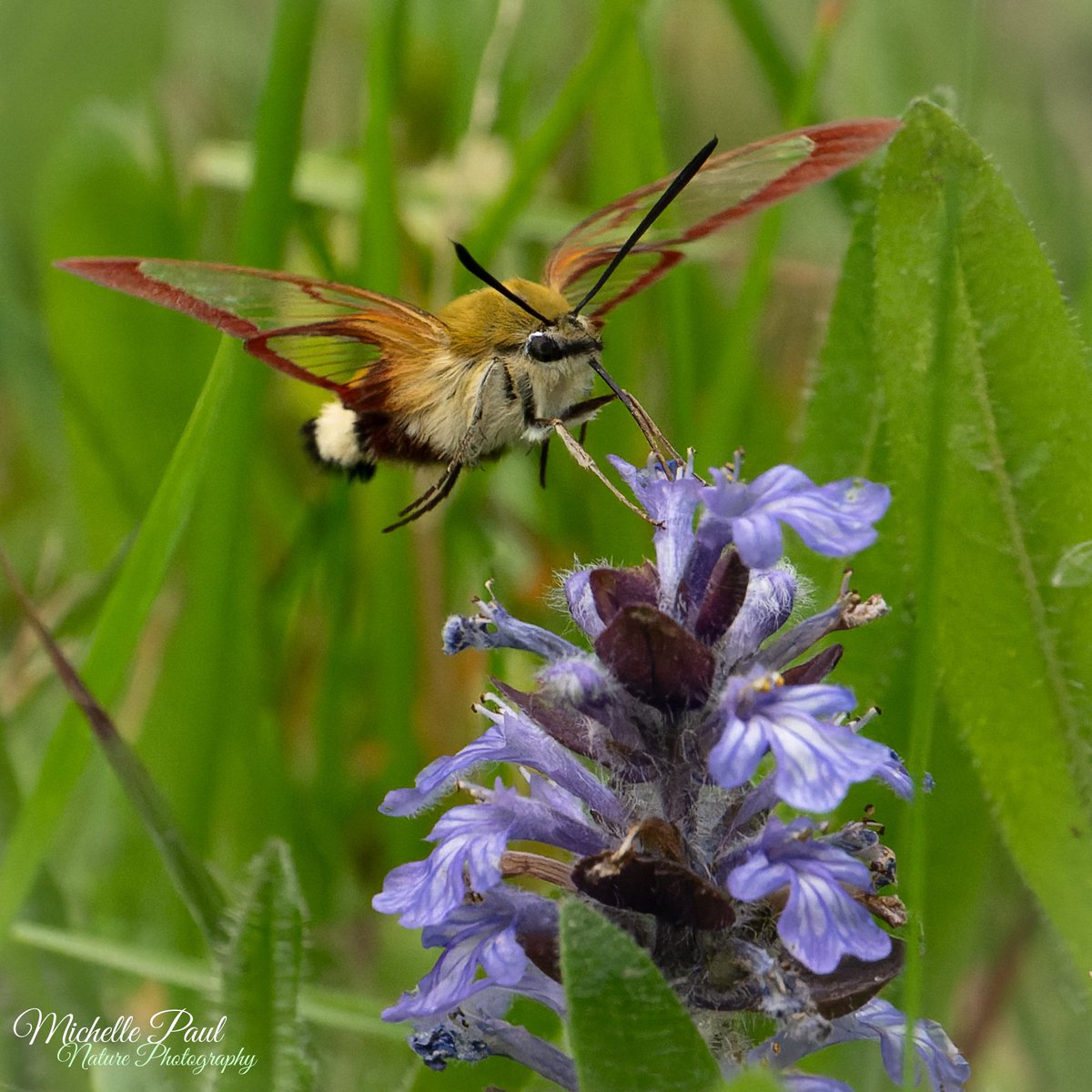 And then this happened! My first day in France and this was completely unexpected. Apparently it’s a broad-bordered bee hawk-moth. So beautiful ❤️

#TwitterNatureCommunity #TwitterNaturePhotography #nikonphotography #nature #moths #insects #Lepidoptera #Sphingidae #Hemaris