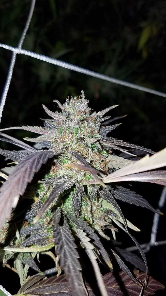 DJ_EVAlutioN's tweet photo. #Mmemberville #growbig #greenthumb #cannabis #whoneedshelp #weedlife https://t.co/wHqsJtQMTn