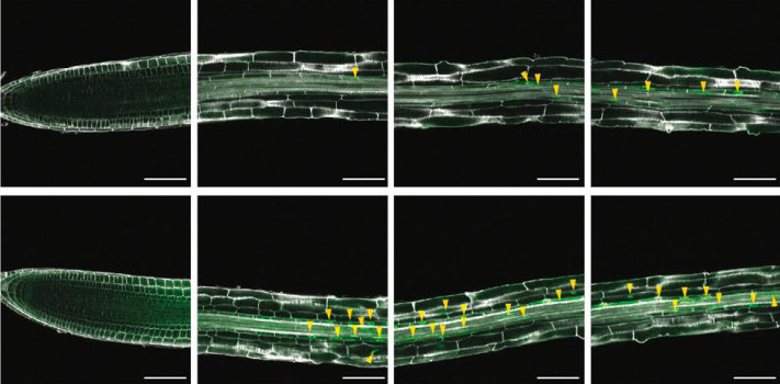 The Plant Cell in a Nutshell. Rooting in salt: It’s not all about auxin plantae.org/rooting-in-sal… @TesterinkC @zhang_yanxia @liyiyunnnn @dorota_kawa @ASPB #PlantSci