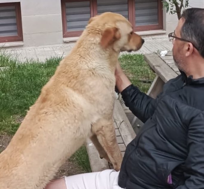 Sezai Karakoç’un meşhur bir sözü var:“Anlamak” masraflı iştir.Emek,gayret,samimiyet ister.Oysa yanlış anlamak kolaydır,biraz kötü niyet,biraz cehalet kafidir.”

İnsanız ya: sokak hayvanlarıyla ilgili “katletmek çözüm değil” diyenleri anlamak bir yana dinlemeyi bile beceremiyoruz.