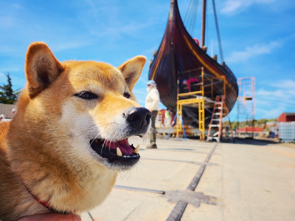 Draken Harald Hårfagre tweet media