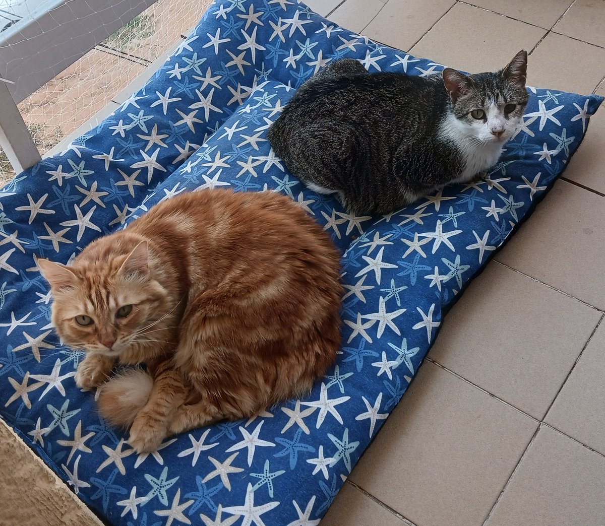 Montsinova2's tweet photo. En #GringoBigBoy dorm tranquil, s'ha adaptat perfectament amb #RayPataques, #NinoMimosín, #MonniePenny i #JúniorReborn, ni un bufid, ni una baralla des del minut 1 que vaig començar a juntar-lo amb ells... la mala vida del carrer s'ha acabat per a ell https://t.co/CP8bmjXhe7