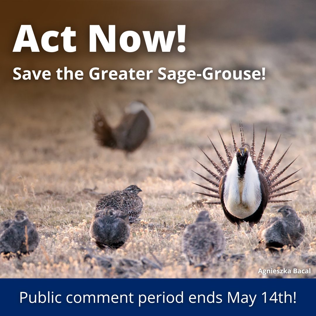 Take action now to conserve the Greater Sage-Grouse! Urge BLM to adopt the strongest conservation plan needed to recover the bird's declining populations. Comments are due tomorrow, Tuesday, May 14! Act now! » bit.ly/4aeS2Ky #SageGrouse #GreaterSageGrouse #ActionAlert