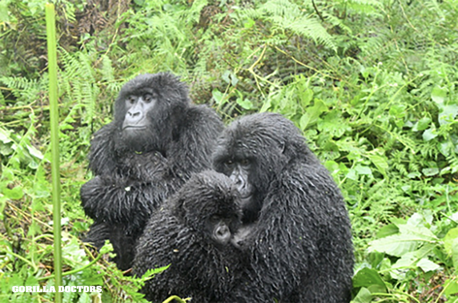 Dr. Gaspard checked on Kwitonda group in Volcanoes NP, Rwanda. The group was in overall good health. Silverback Karibu (pic 1) had a healing wound on his forehead but he was active & unimpaired. Dr. Gaspard also noted tension among the 3 blackbacks & some minor wounds on all 3.