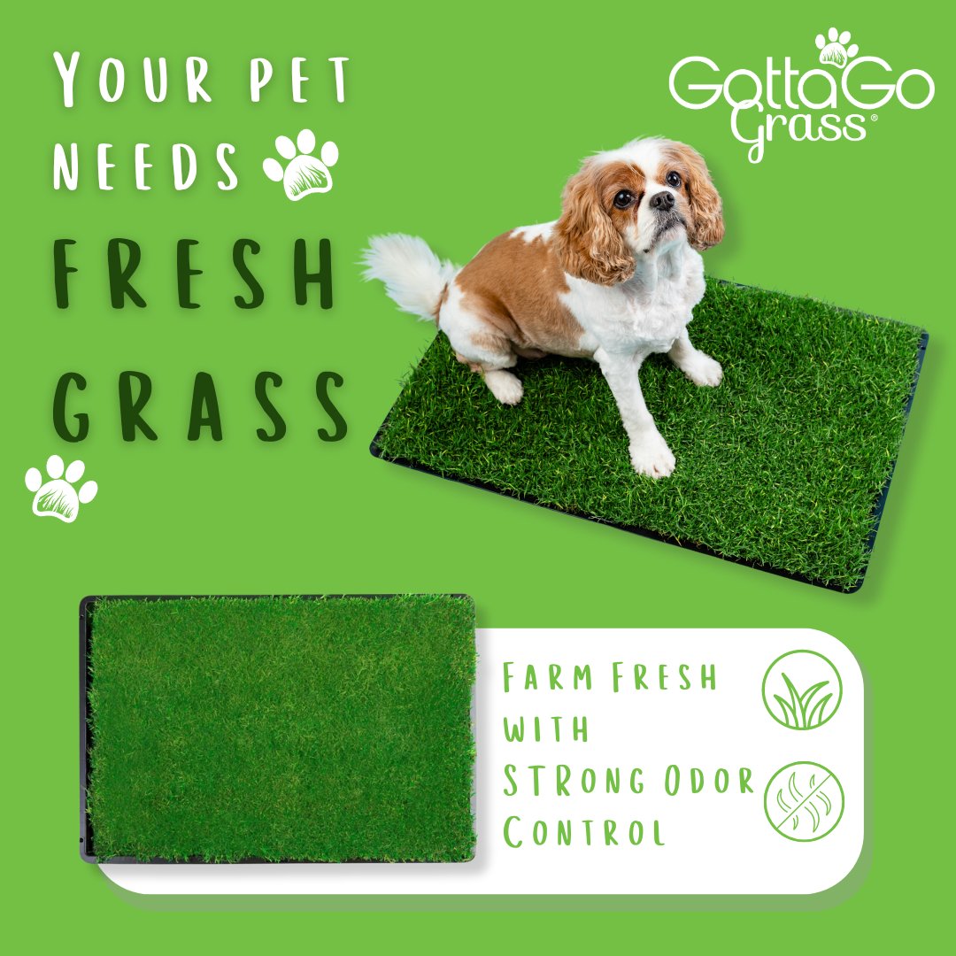 Bring the best of the outdoors inside with the Gotta Go Grass® Single Pack, your all-in-one pet potty solution! Easy to set up and refresh, it offers a better alternative to traditional potty solutions!

Check it out here. bit.ly/3JVlRFi

#EcoFriendlyPet #GottaGoGrass