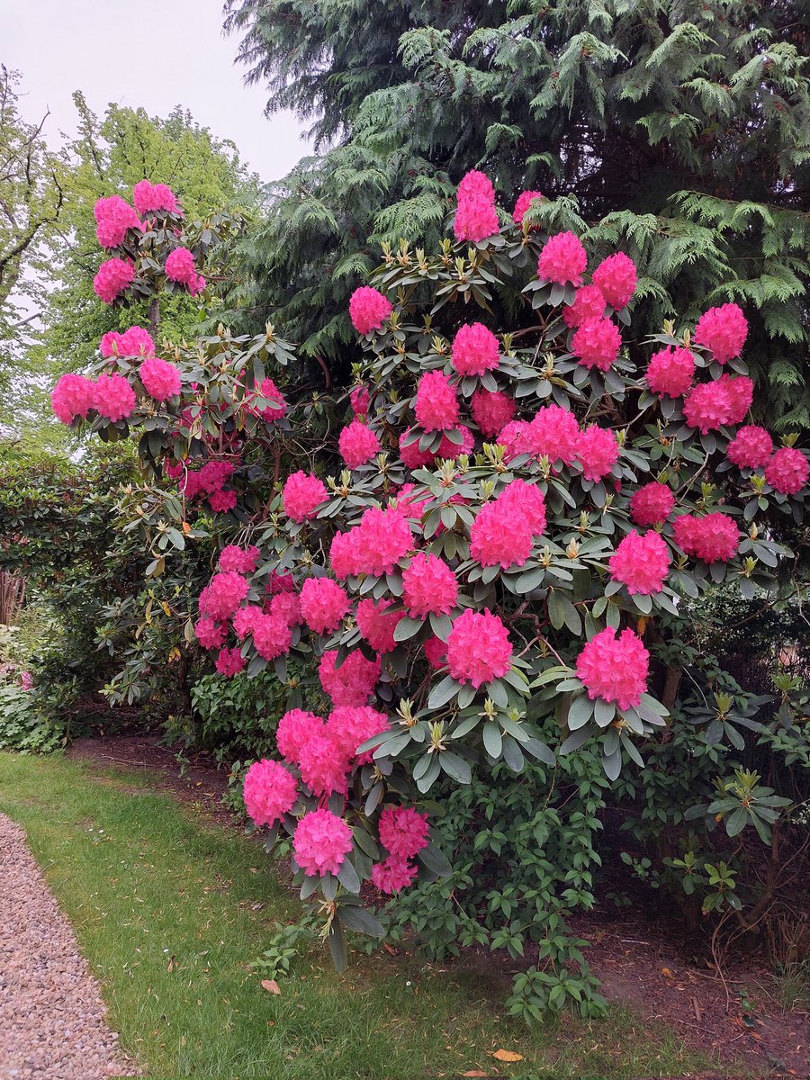 As bright as possible, this rhododendron has flowers the size of your head, understated it is not! #GardensHour