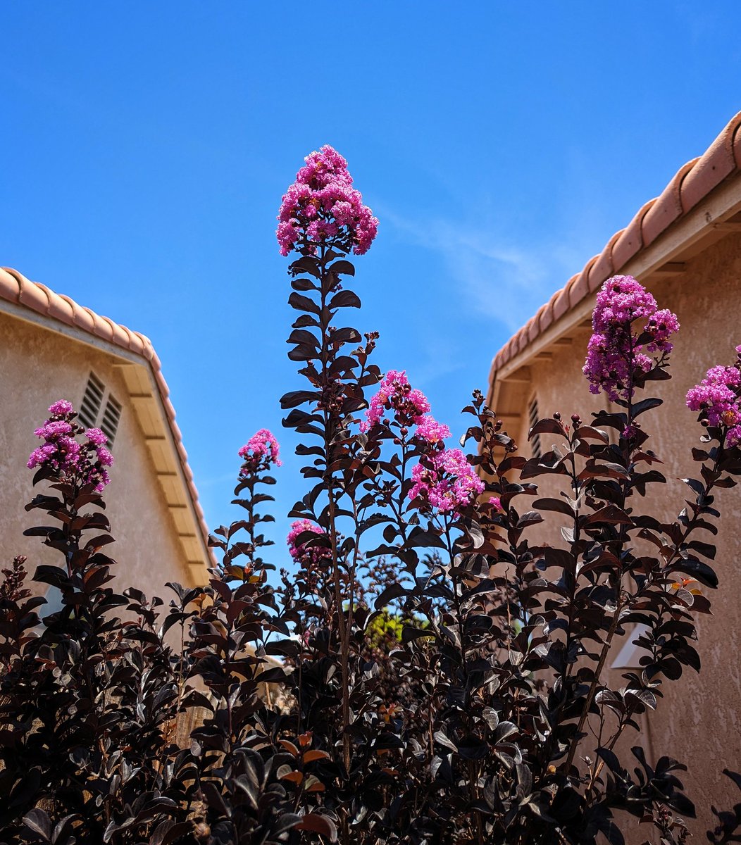 The first of the crepe myrtle blooms. With five of these tall shrubs in a row, this side of the house will soon be very colorful!
#GardensHour