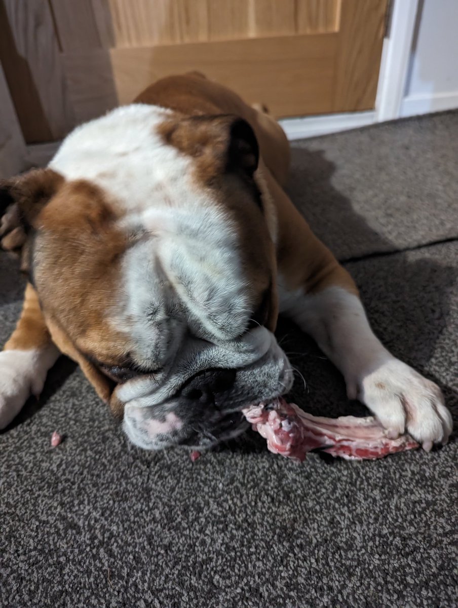 jayclark0106's tweet image. Snook it into the room 😂😂🥩 the bugger #BulldogProblems #Bulldog