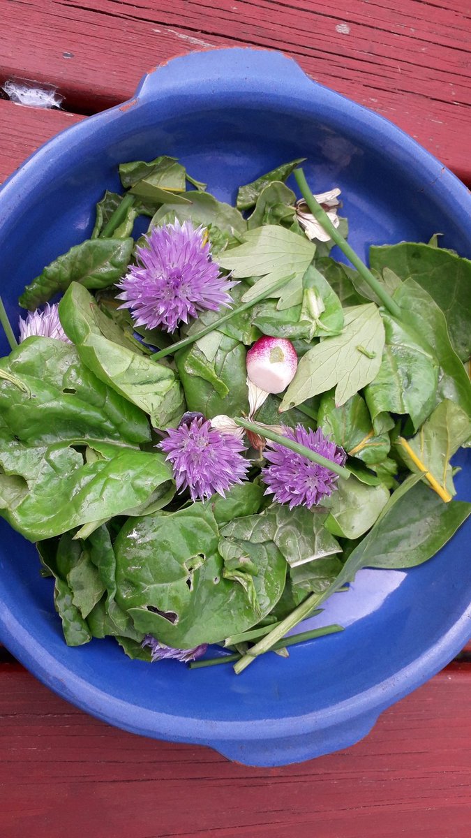 #gardenshour first garden salad of the year: spinach, lovage, chives, chive flowers, rocket flowers,  rainbow chard and s single radish