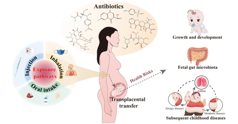 EnvSciTech's tweet photo. This ES&T review extensively summarizes how #antibiotic usage in pregnant women can pose adverse effects on foetal and neonatal health. #mothertochild #toxicity
Read full text here 👉 https://t.co/gBCwg4VdDe https://t.co/ctCY97wELq