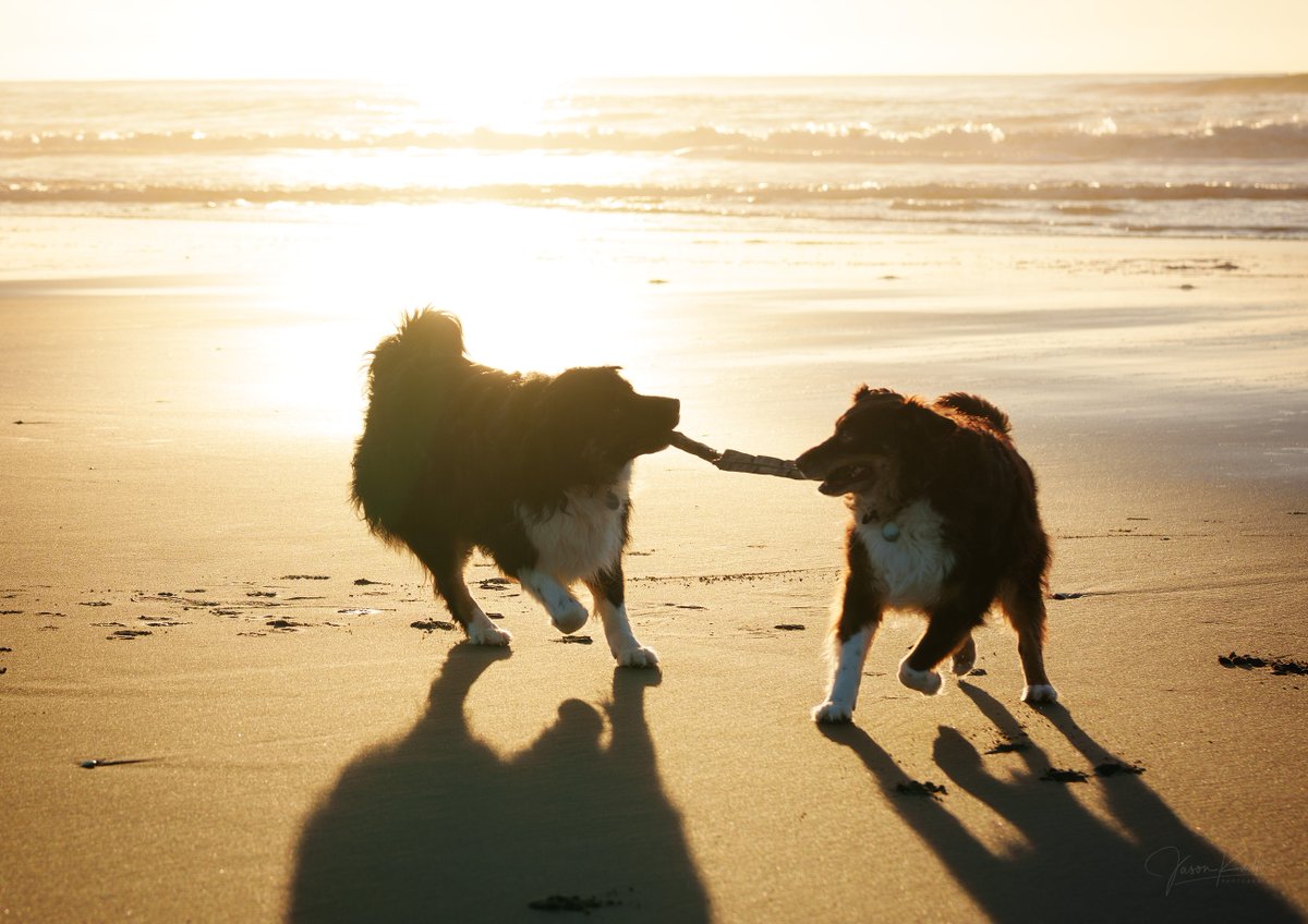 JasonKudloPhoto's tweet photo. Crazy to think how time flies but today these two loud-mouthed little loves turn 4 today! So, with another year down, Happy Birthday, Maizie and Layla!

#birthday #borderaussie #dog https://t.co/VbetFEsfAt