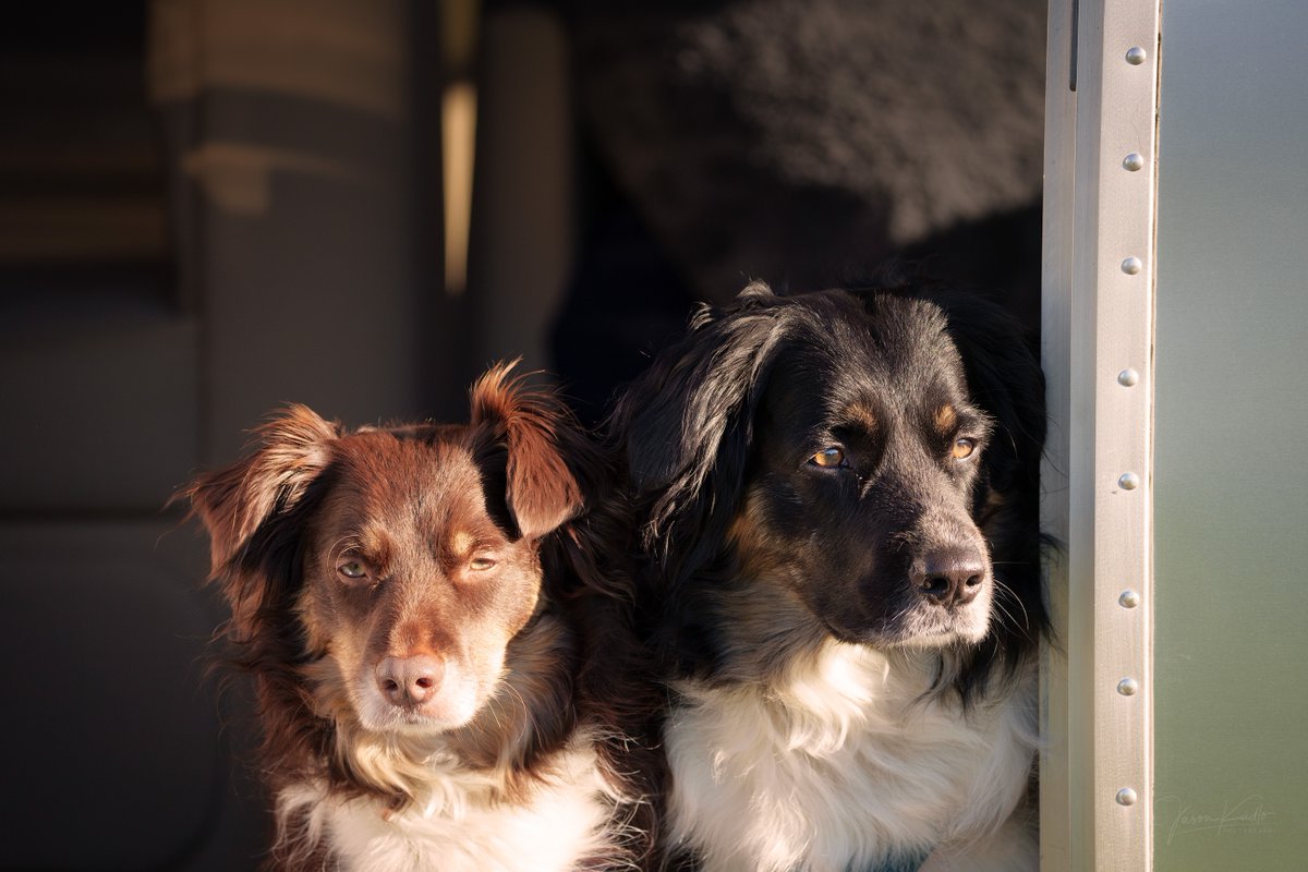 JasonKudloPhoto's tweet photo. Crazy to think how time flies but today these two loud-mouthed little loves turn 4 today! So, with another year down, Happy Birthday, Maizie and Layla!

#birthday #borderaussie #dog https://t.co/VbetFEsfAt