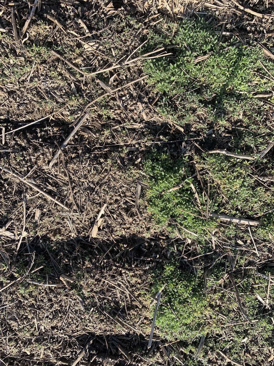 Pretty impressed by new Huskie PRE burnoff tankmix with Roundup Transorb combo. Heavy kochia pressure gone within 7 days after treatment. <a href="/Bayer4CropsCA/">Crop Science Canada</a>  Great option to control kochia resistant to Group 2, 4,5, 9, 14 chemistry #MixItUp