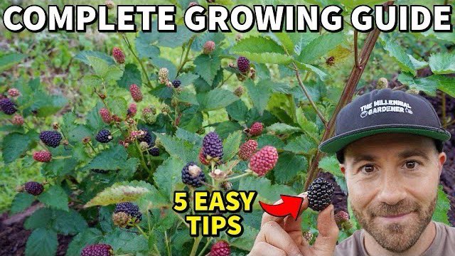 New YouTube vid! A complete guide to growing #blackberries. Grow amazing #blackberry plants in 5 easy steps!

youtu.be/5okjUJjkbNY?si…

#fruittrees #fruittree #garden #gardening #gardeninglife #gardeninglove #ediblelandscaping #growyourownfood #foodforest #blackberryplant
